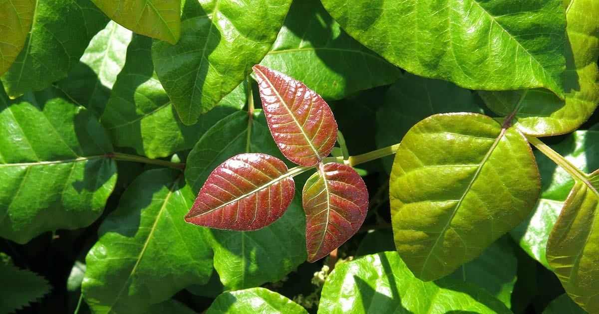 Shiny red leaf on poison ivy leaves.
