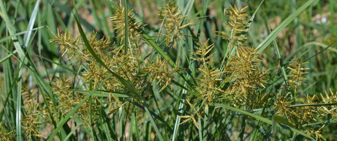 Nutsedge weeds