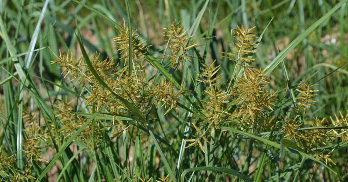 identify-and-kill-nutsedge-or-nutgrass-in-lawns