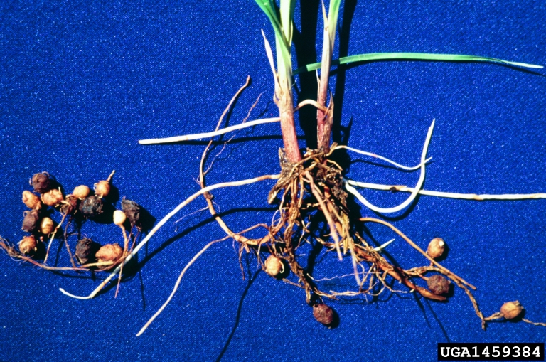 Roots of nutsedge weeds
