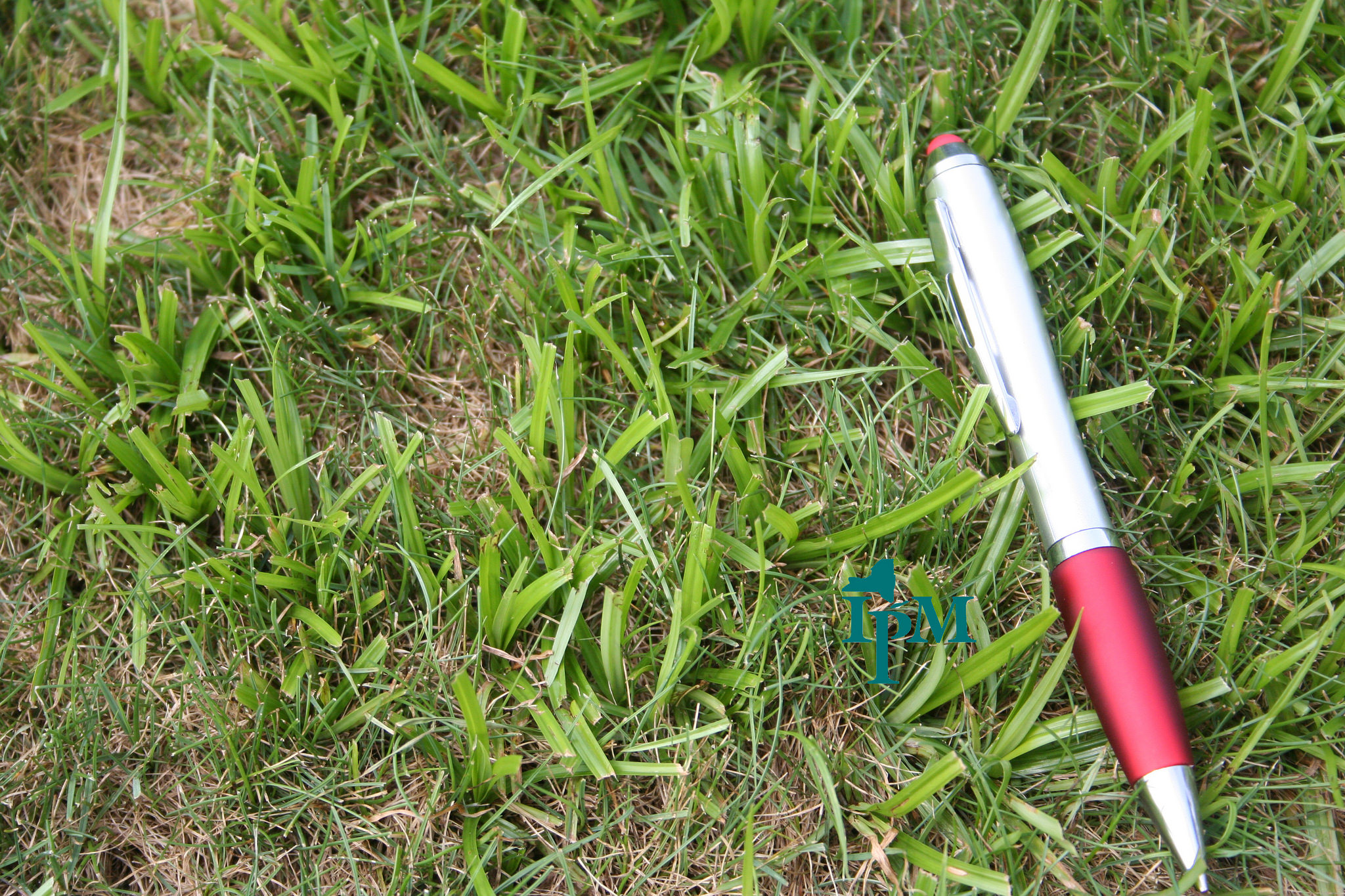 The size of nutsedge weeds compared to a pen.