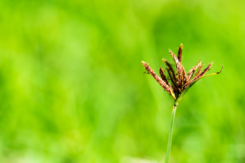 Close up image of nutsedge weed
