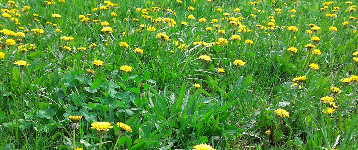 weedy-lawn-dandelion