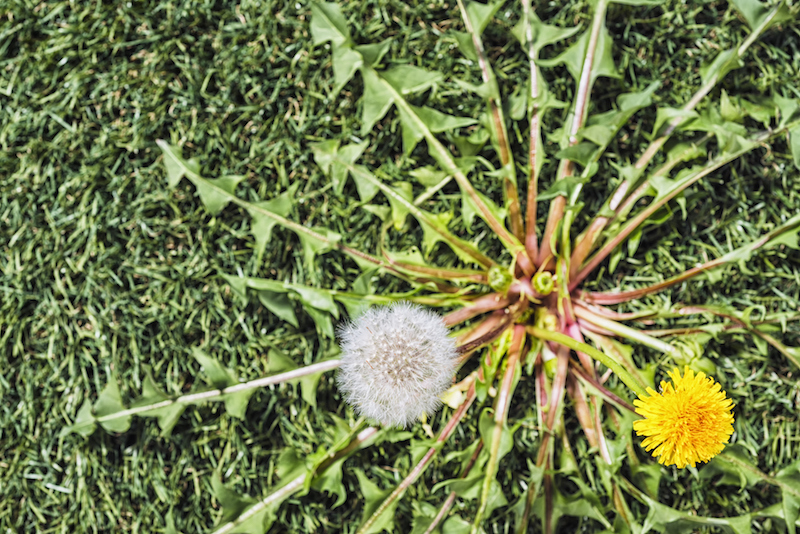 dandelion-yellow-flower