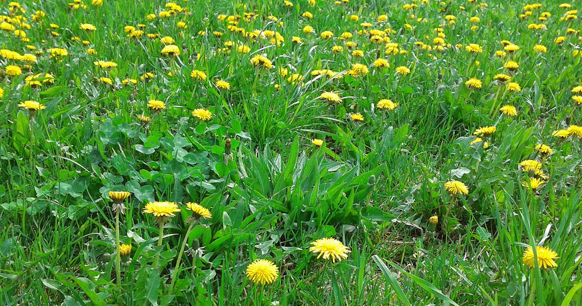 weedy-lawn-dandelion