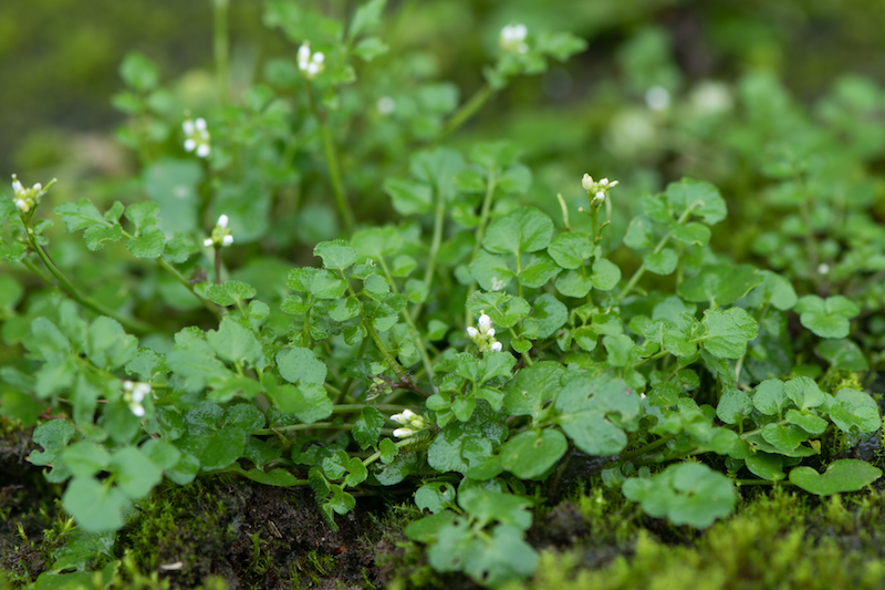 hairy-bittercress