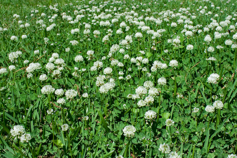 clover-patch-image