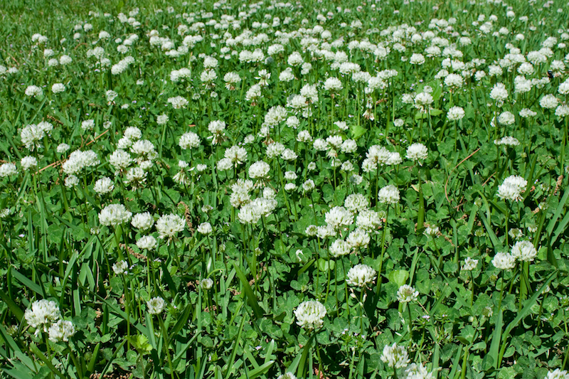 This wiry little weed has spread all over my yard. It is covered with tiny  white flowers. How can I get rid of it? (Note from Neil: I'm getting this  question repeatedly