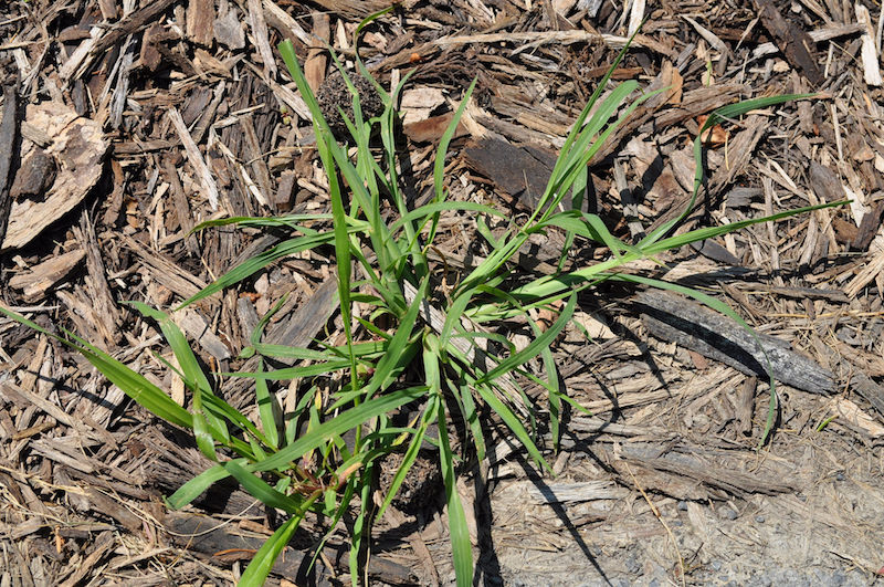 crabgrass