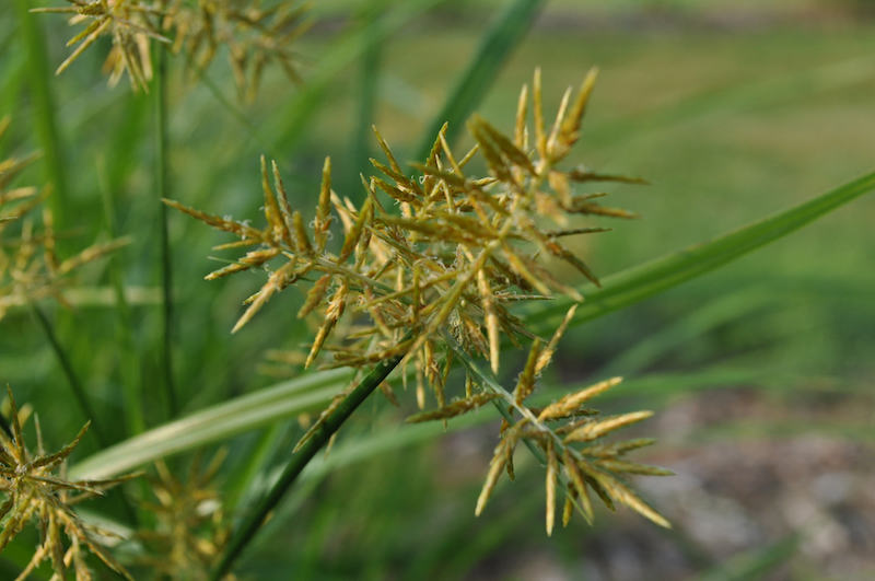 nutsedge-image