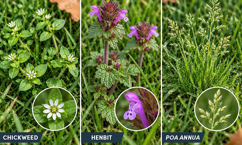 chickweed henbit poa annua
