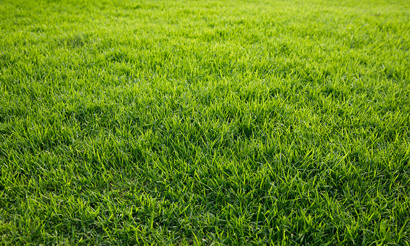 dense well fed lawn