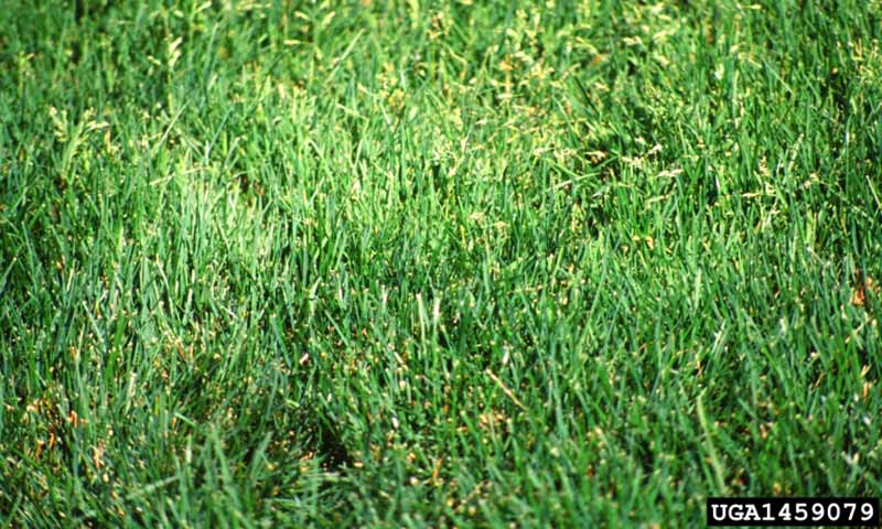annual-bluegrass-lawn