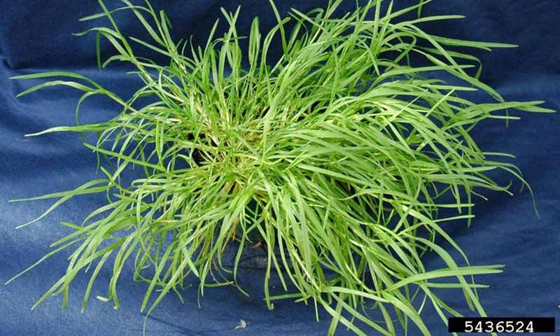 annual-bluegrass-patch