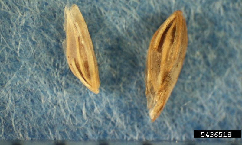 annual-bluegrass-seeds