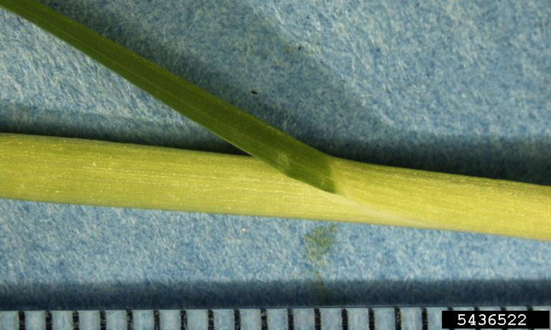 annual-bluegrass-stem