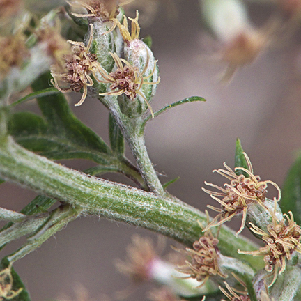 artemisia flowers and stems closeup