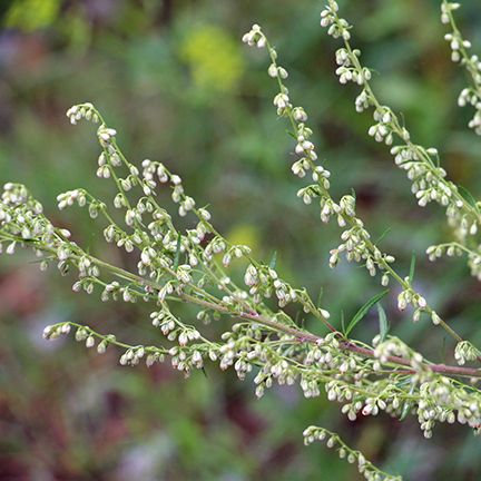 artemisia flowers