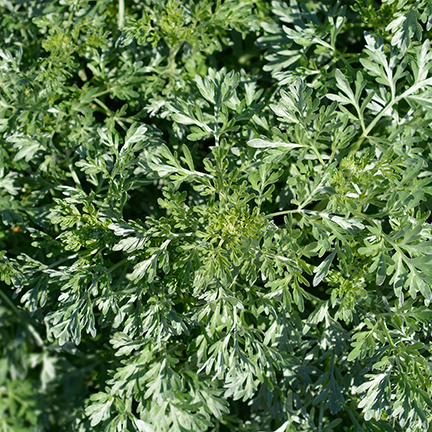 artemisia patch