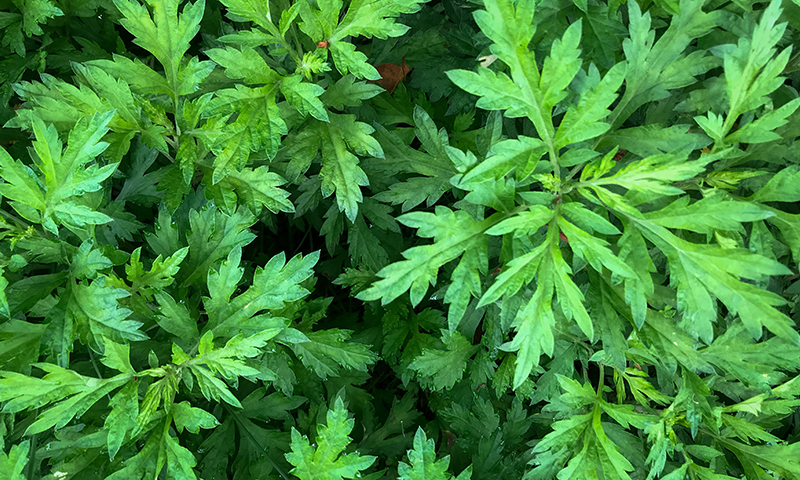 artemisia