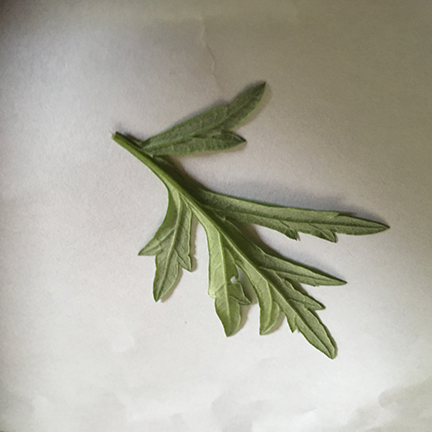 underside of artemisia leaf