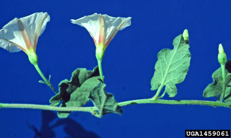 bindweed-flower-leaves-stems