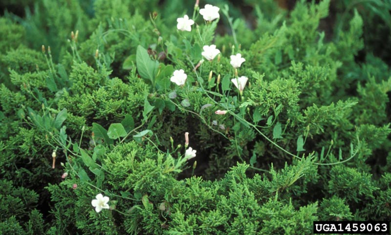 bindweed-infestation
