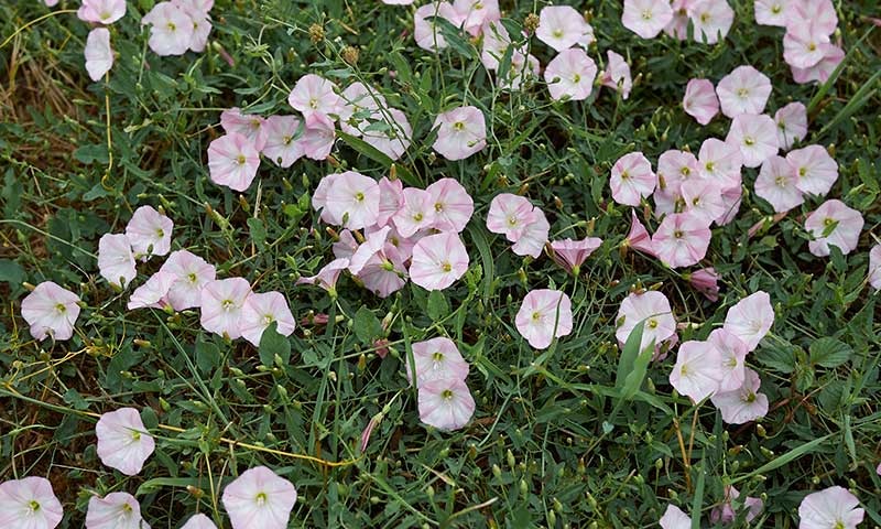 bindweed-patch