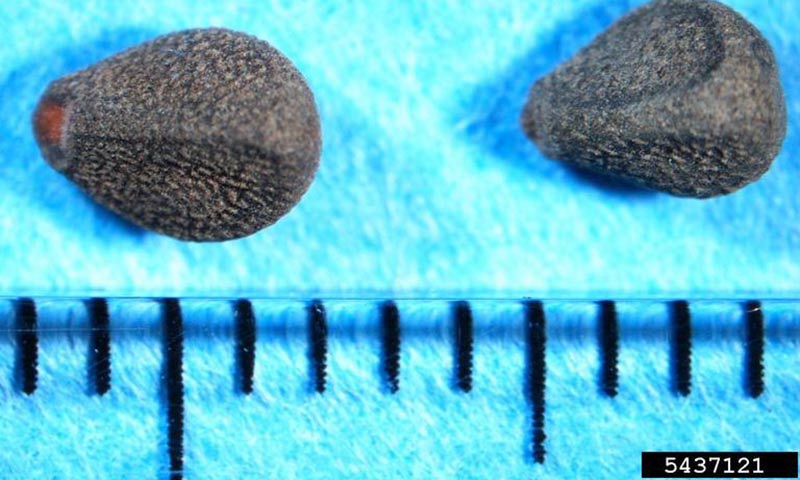 bindweed-seeds