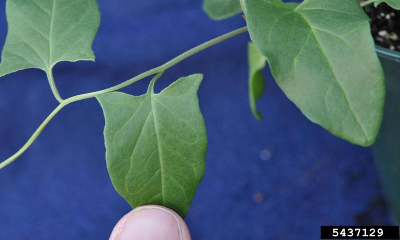 bindweed-vines