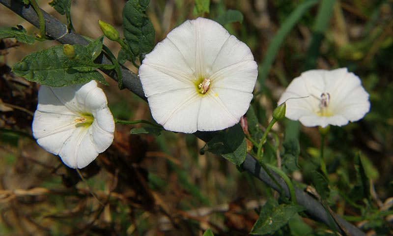 bindweed-vining