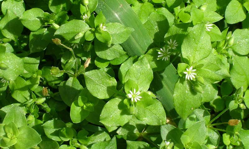 chickweed-flower