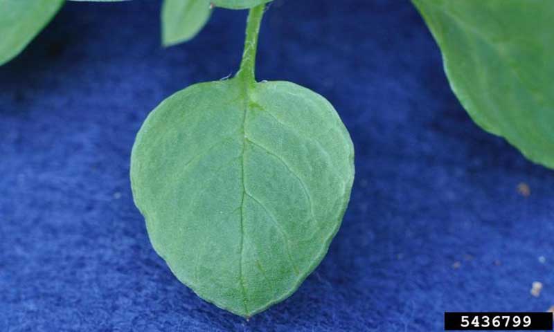 chickweed-foliage