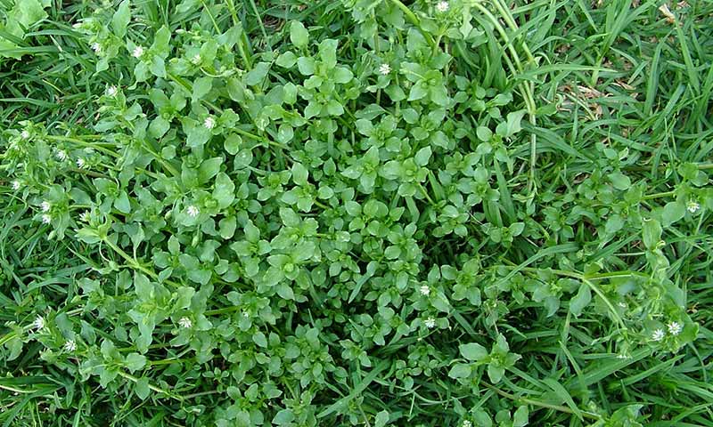 chickweed-in-lawn