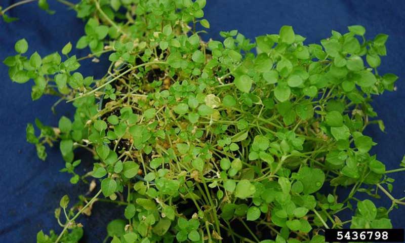 chickweed-plant