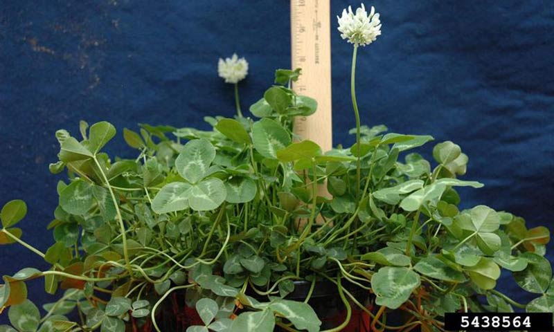 white-clover
