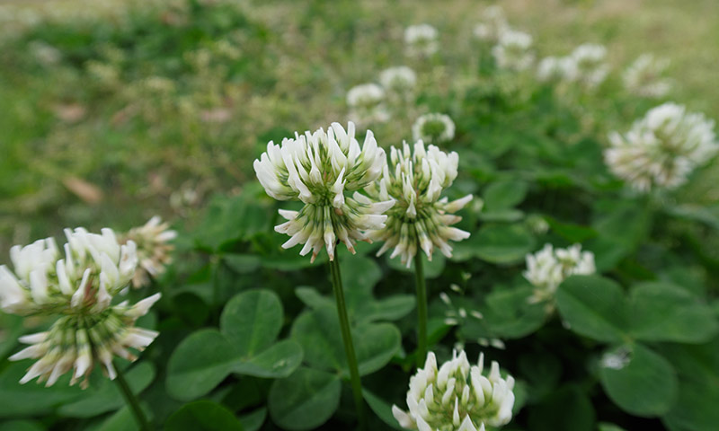 white-clover-flowers