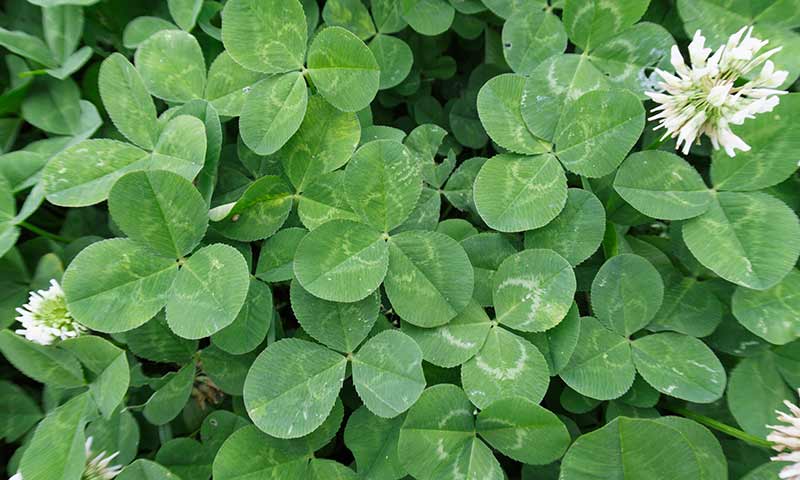 white-clover-leaves