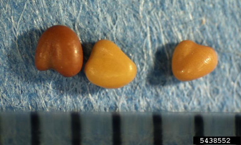 white-clover-seeds