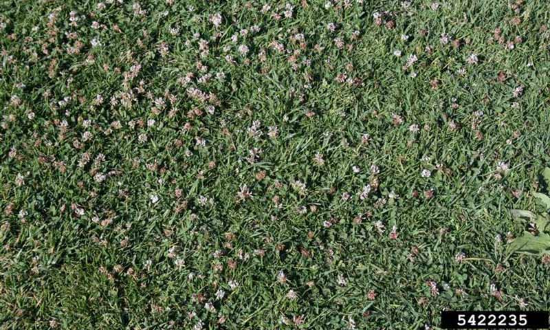 white-clover