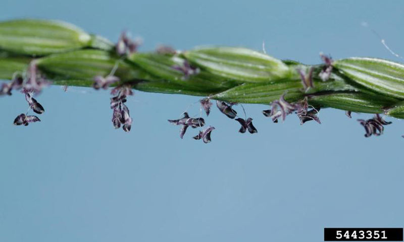 crabgrass-flower