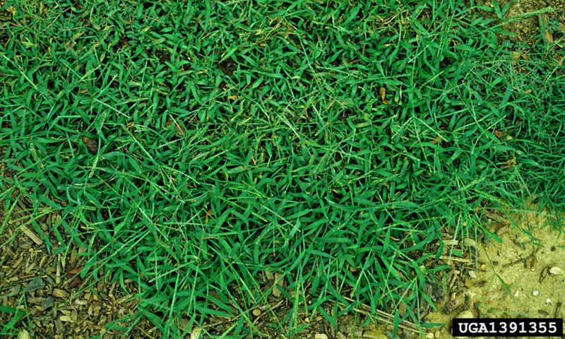 crabgrass-patch
