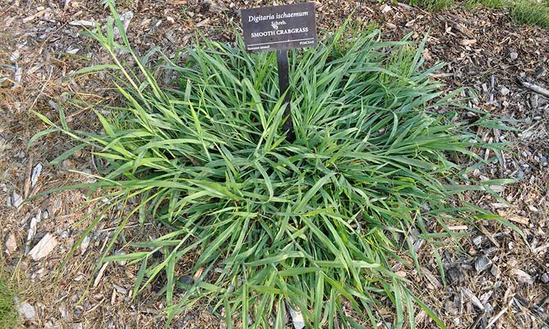 crabgrass-plant