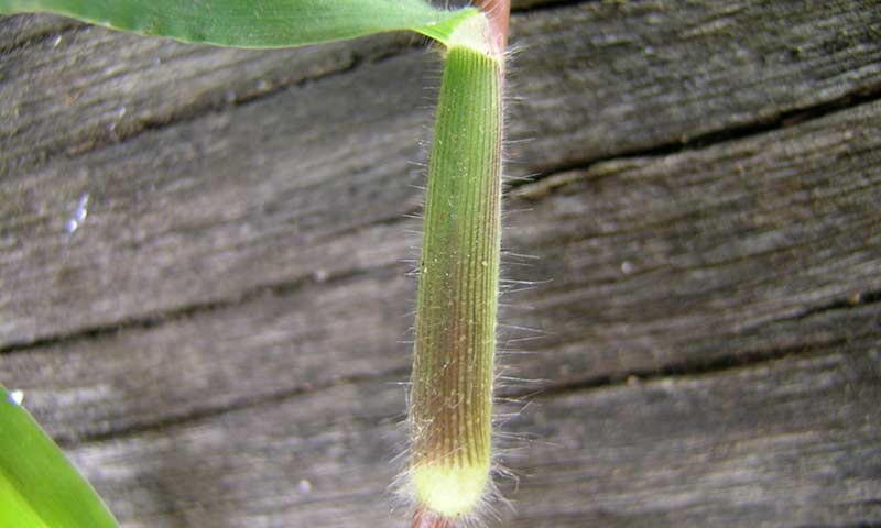 hairy-crabgrass