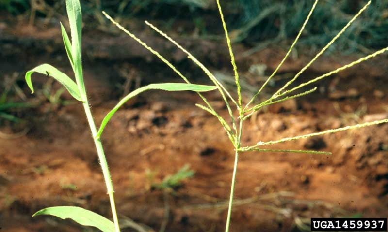 large-hairy-crabgrass