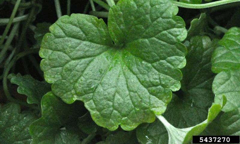 creeping-charlie-leaf