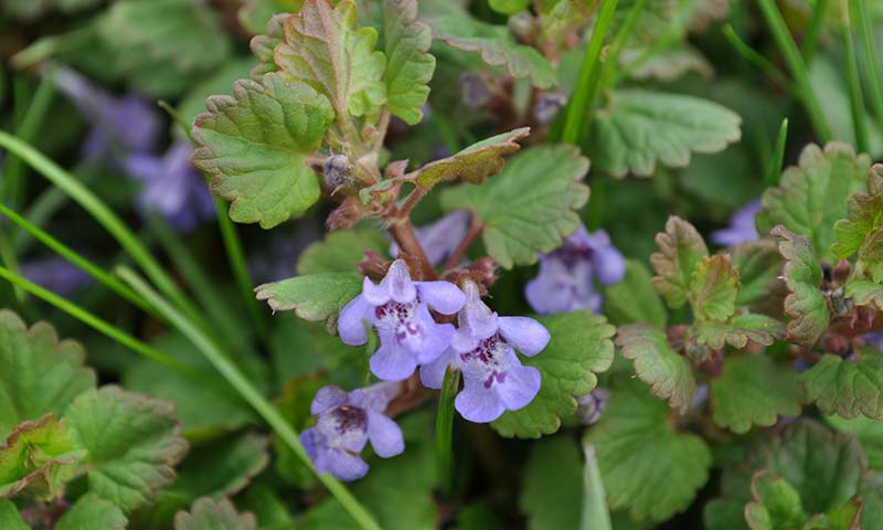 creeping-charlie-stem-and-flower