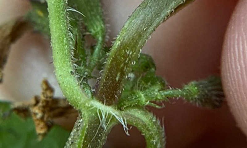 creeping-charlie-stem