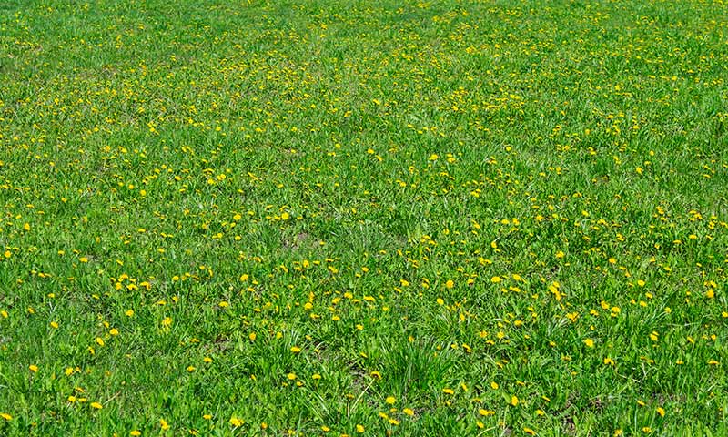 dandelion-field