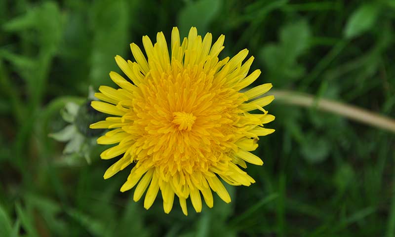 dandelion-flower